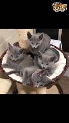  15 Full Pedigree Russian Blue