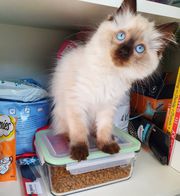 Ragdoll kittens