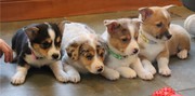 Welsh Corgi Pups Available