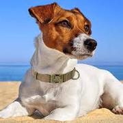 Wide Range of No Pull Dog Harness in Australia
