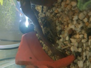FREE Bristlenose Catfish Pleco (approx size 8-9cm)