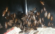 Woodies,  Wood  Roaches for Reptiles