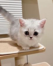 munchkin kittens for sale