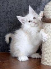MAINE COON KITTENS PURE BREED 