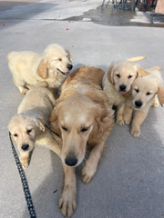 Gorgeous Golden Retriever puppies for sale 