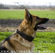 Buy ray allen dog collar | Von Ultimate