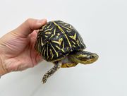 Florida Box Turtles for sale
