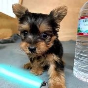 Yorkshire terrier Puppies