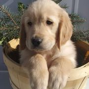 Golden retriever