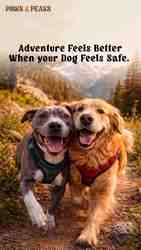 Pet first aid kit for dogs