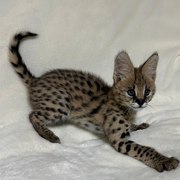 High-Quality Exotic Serval Kittens Available