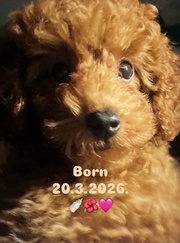 Red TOY POODLES,  top litter of champion origin