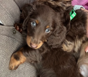 KC reg,  champ bloodline Mini long hair Dachshunds