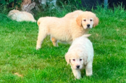 Gorgeous AKC Reg Golden Retriever Puppies