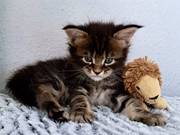 Maine coon kittens