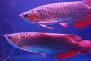 2 SUPER RED AROWANAS FOR SALE