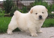 Akc Registered Chow Chow Puppies For Sale