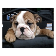 AKC-QUALITY-HEALTHY BULLDOG!!!!