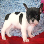 French Bulldog for sale