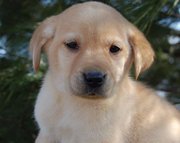 Lovely Labrador puppies
