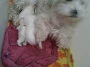 pure breed 6 WEEKS OLD maltese puppies