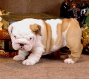  English Bulldog Puppies For Free Adoption