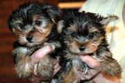 Adorable Yorkie Puppies For Adoption...