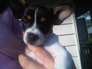 Chiaua X Papillion Pups $250