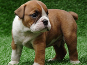 Tamed English Bulldog Puppies For Rhoming