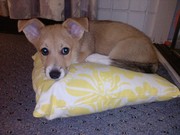 Welsh Corgi For Sale! Vaccinated & Mircrochipped! price negotiable!