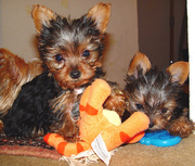 Amazing Yorkie Puppies For Adoption