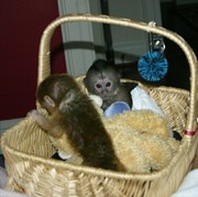 Male and female baby Capuchin Monkeys.