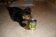 Adorable Teacup yorkie puppy for free home adoption