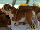 Lovely English bulldog puppies for adoption to good homes