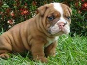 Bulldog Puppies Available