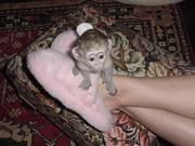 Adorable baby capuchin and marmoset monkeys ready for good homes