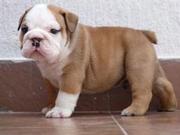WOW FREE ENGLISH BULLDOG PUPPIES