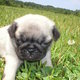 pug puppy for sale