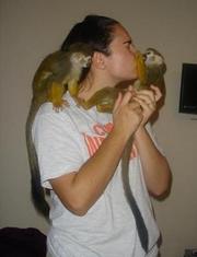 WOW!!!! CUTE BABY CAPUCHIN MONKEYS FOR ADOPTION!!!