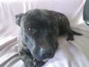 FOR SALE ... 2 year old, female, de-sexed, English Staffy !!!