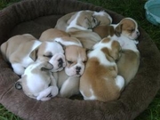 English bulldog puppies