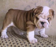 gorgeous english bulldog puppies for adoption.