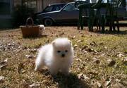 cute and lovely blues eyes male and female pomeranian puppies for