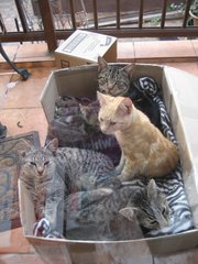 $60 for 6 months old kittens