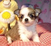 Chihuahua Puppies For Sale