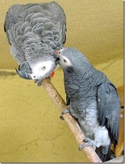 home raised african greys..