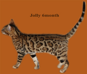 BENGAL KITTENS AND CATS FOR SHOW AND BREEDING