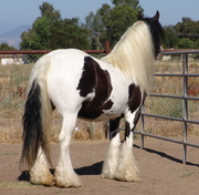(Harriet)15.3hh Gypsy Vanner Mare for Adoption