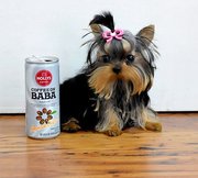 Yorkshire Terrier Puppies