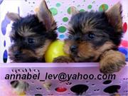 two akc yorkie babies